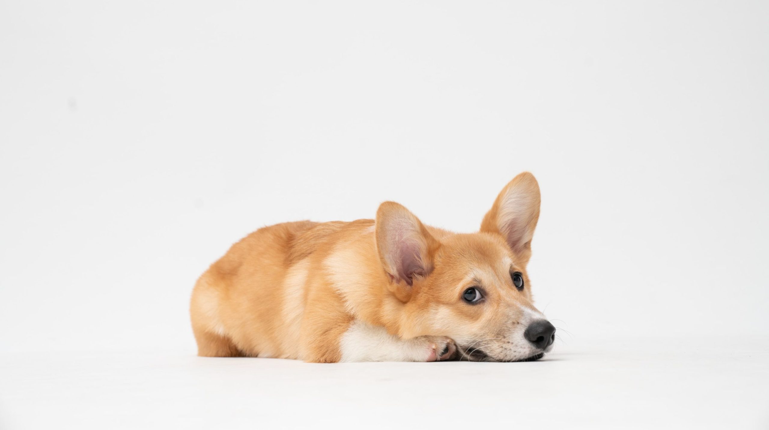 Consejos para calmar a tu perro en época de petardos