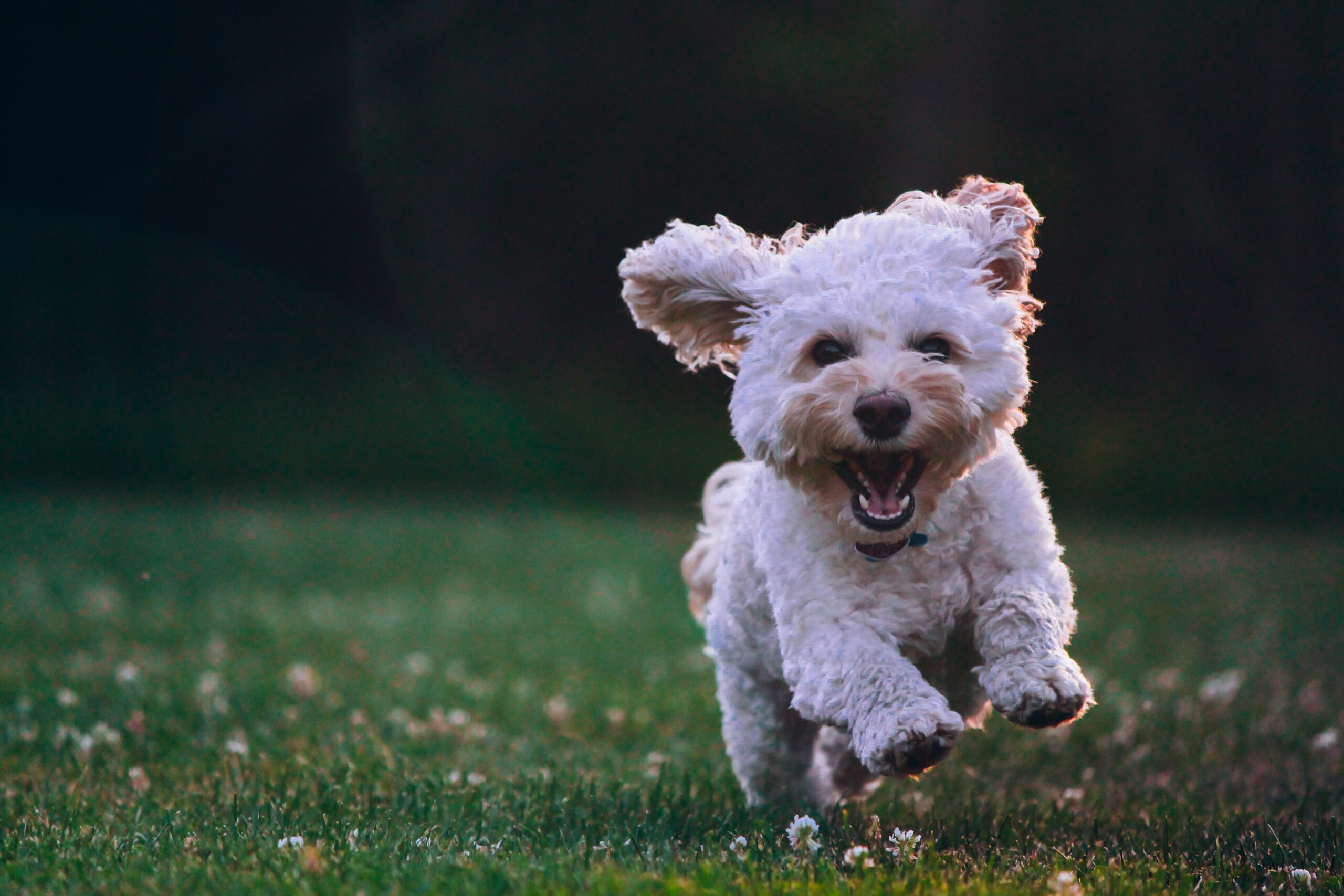 ¿Es bueno ir con mi perro al pipican?
