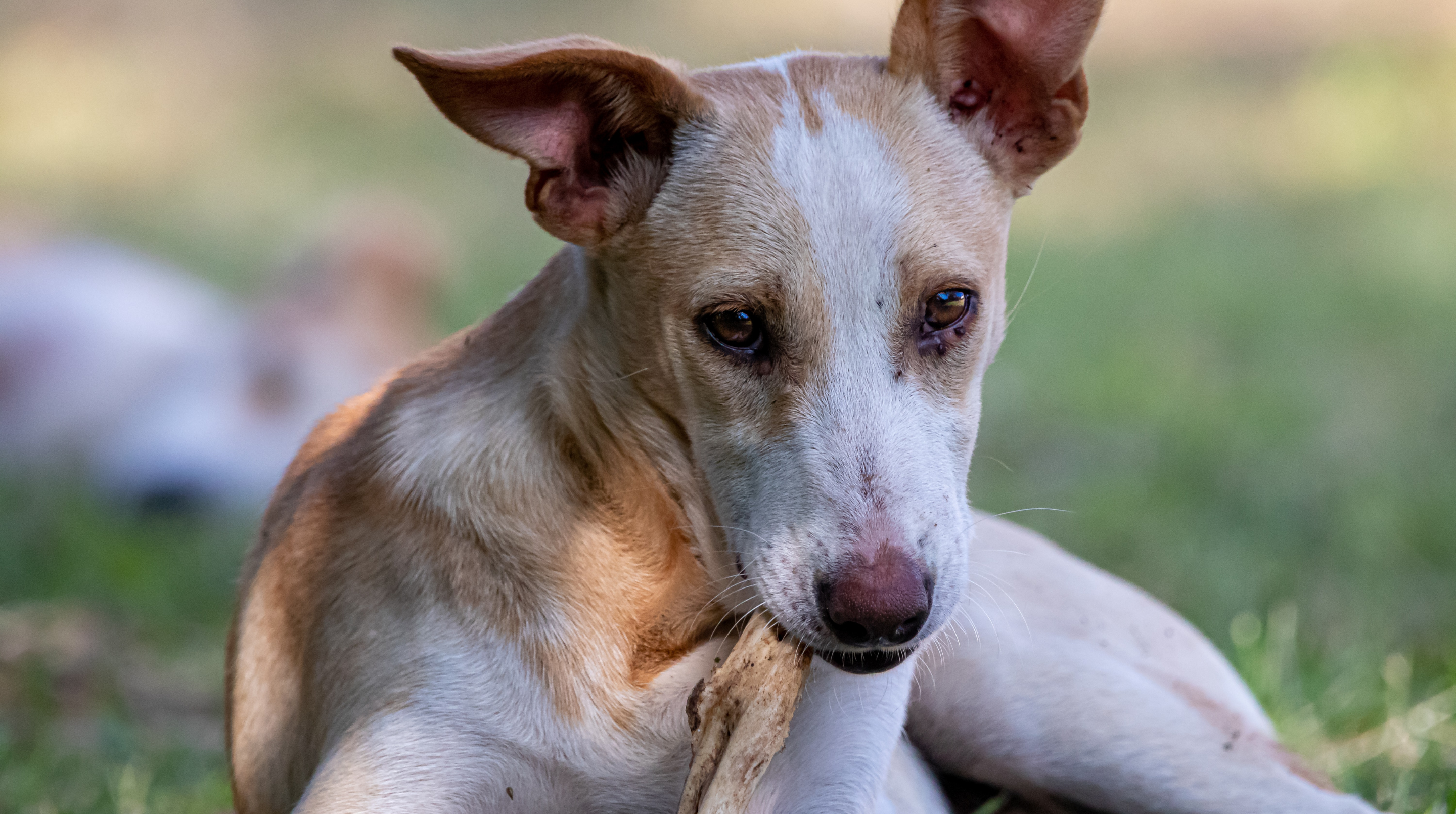 masticables-naturales-para-perros