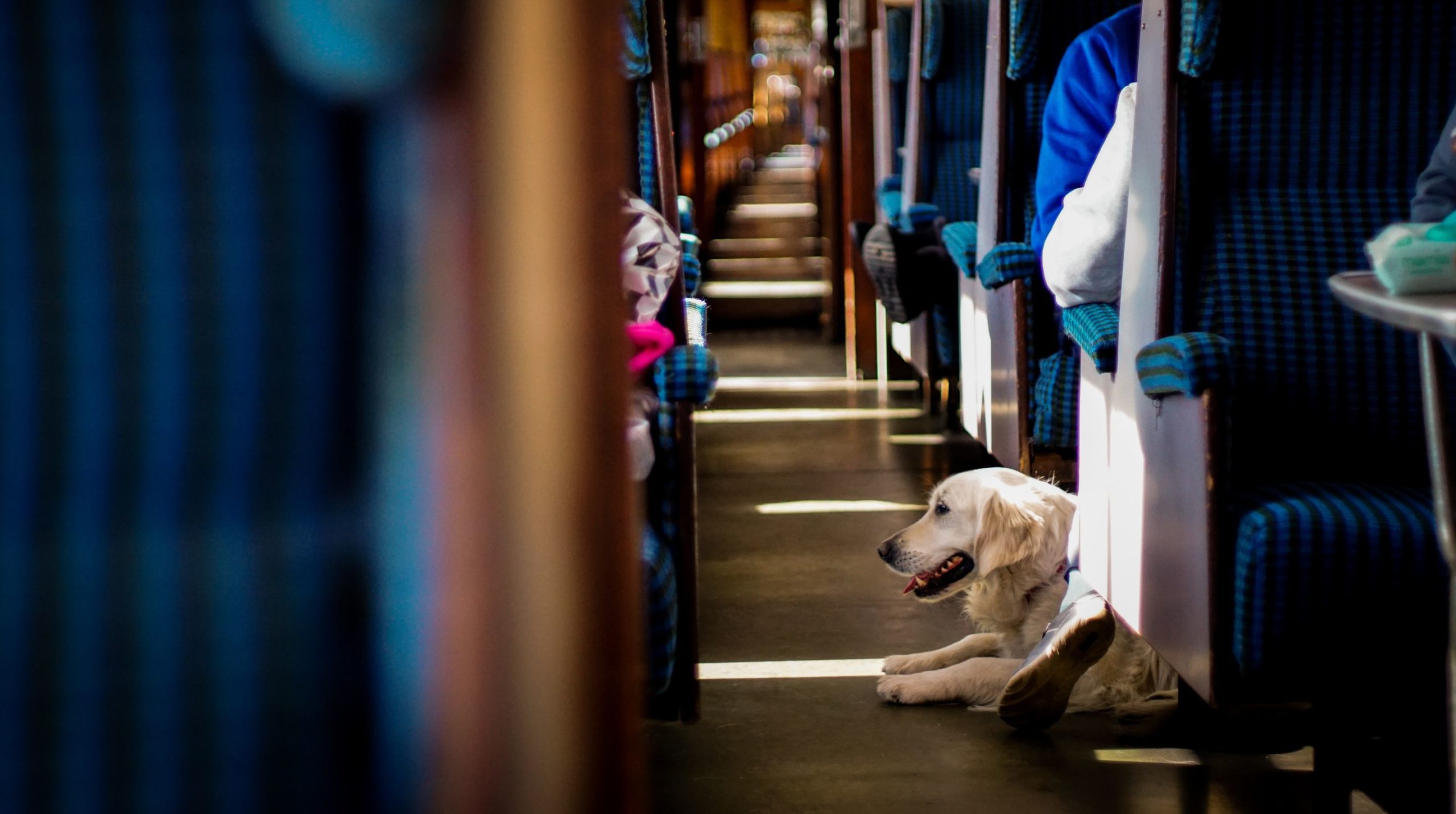 Viajar con perros grandes en el AVE Madrid-Barcelona
