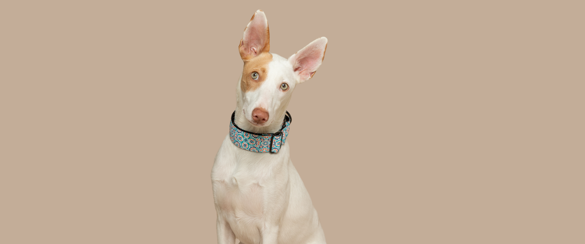 Galgos