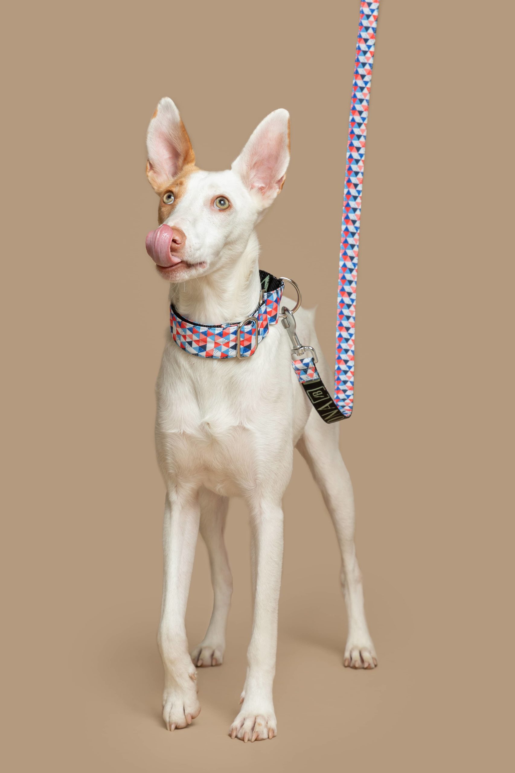 Collar Martingale Doheny — Imagen 2