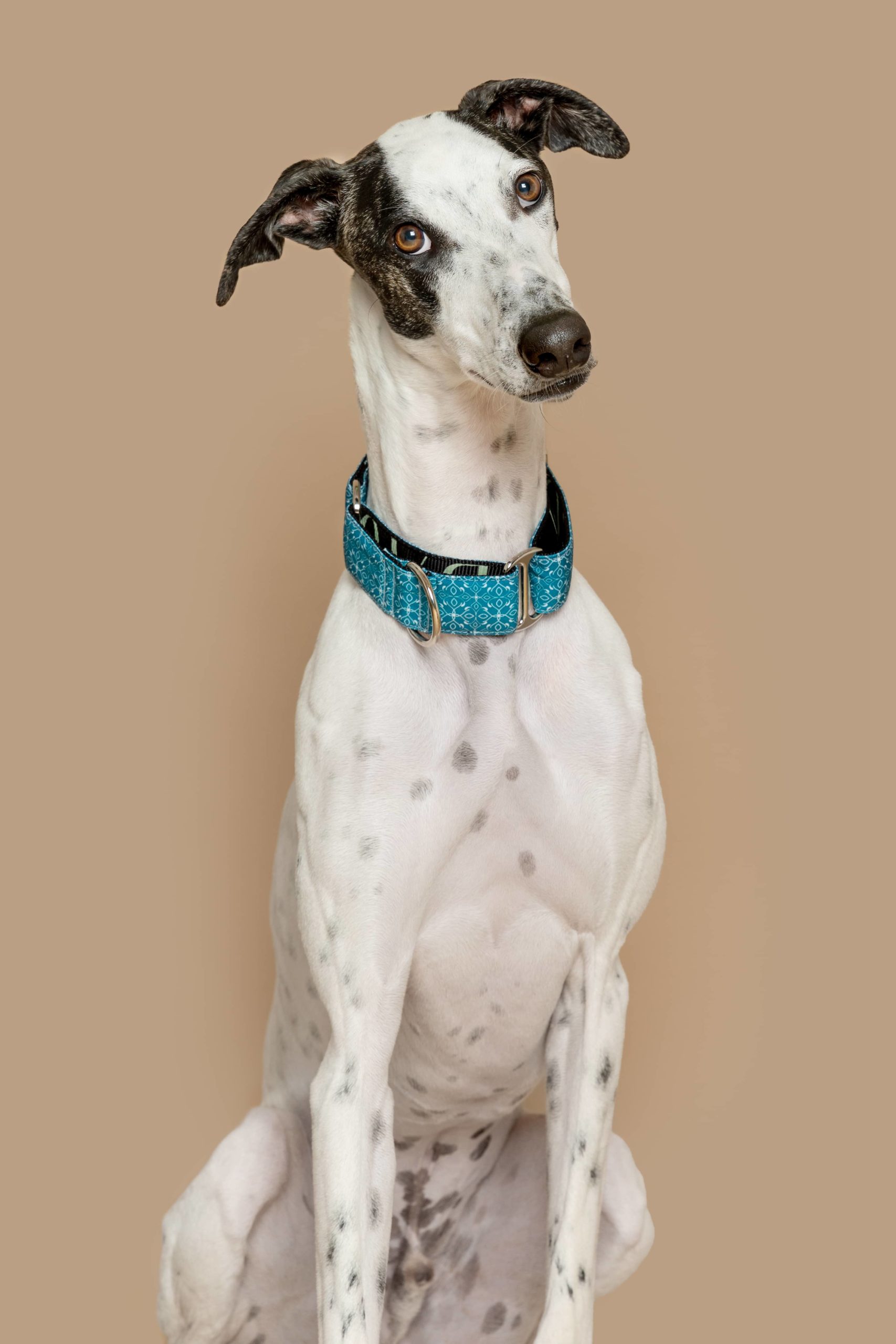 Collar Martingale Guanabara — Imagen 2