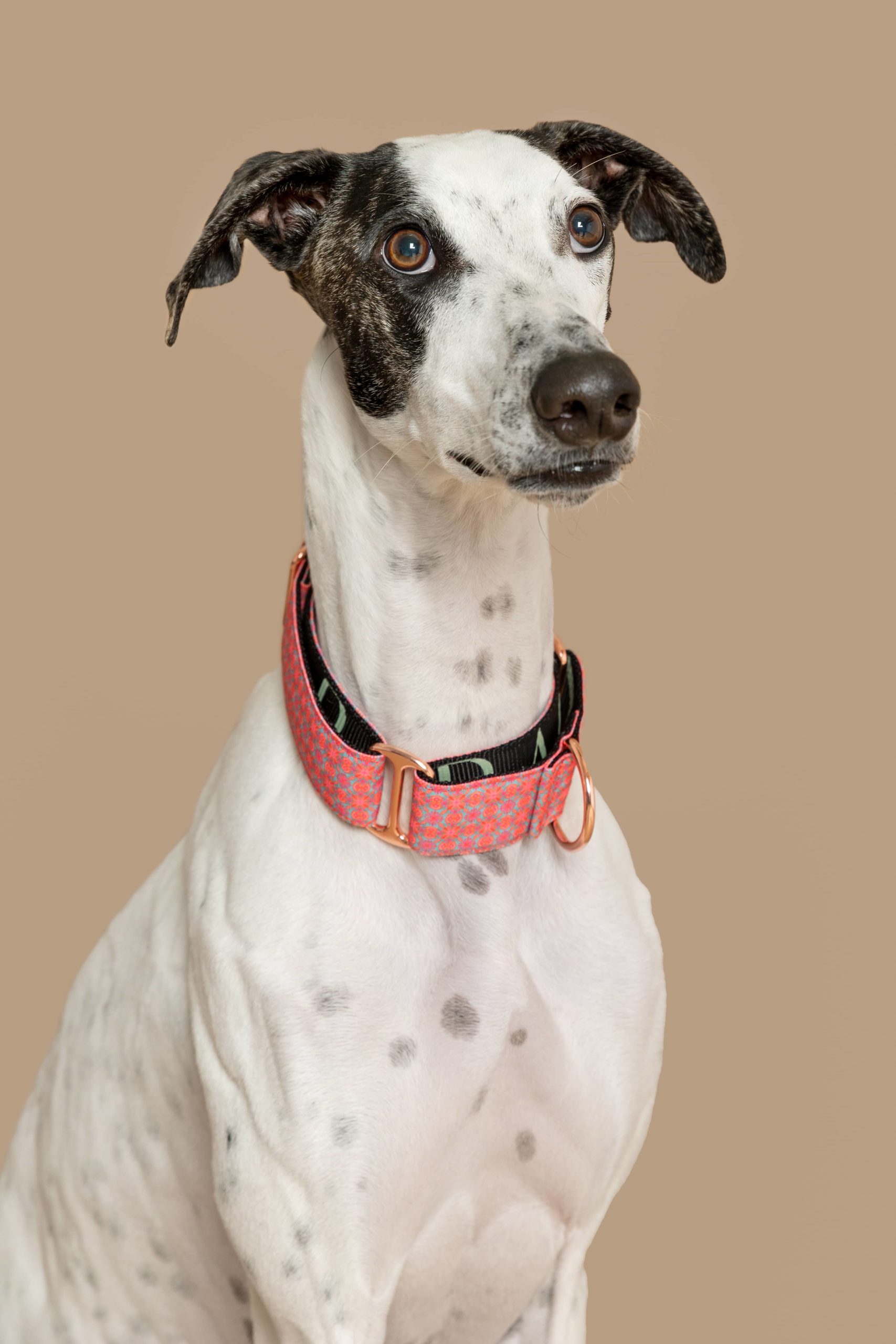 Collar Martingale Haina — Imagen 2
