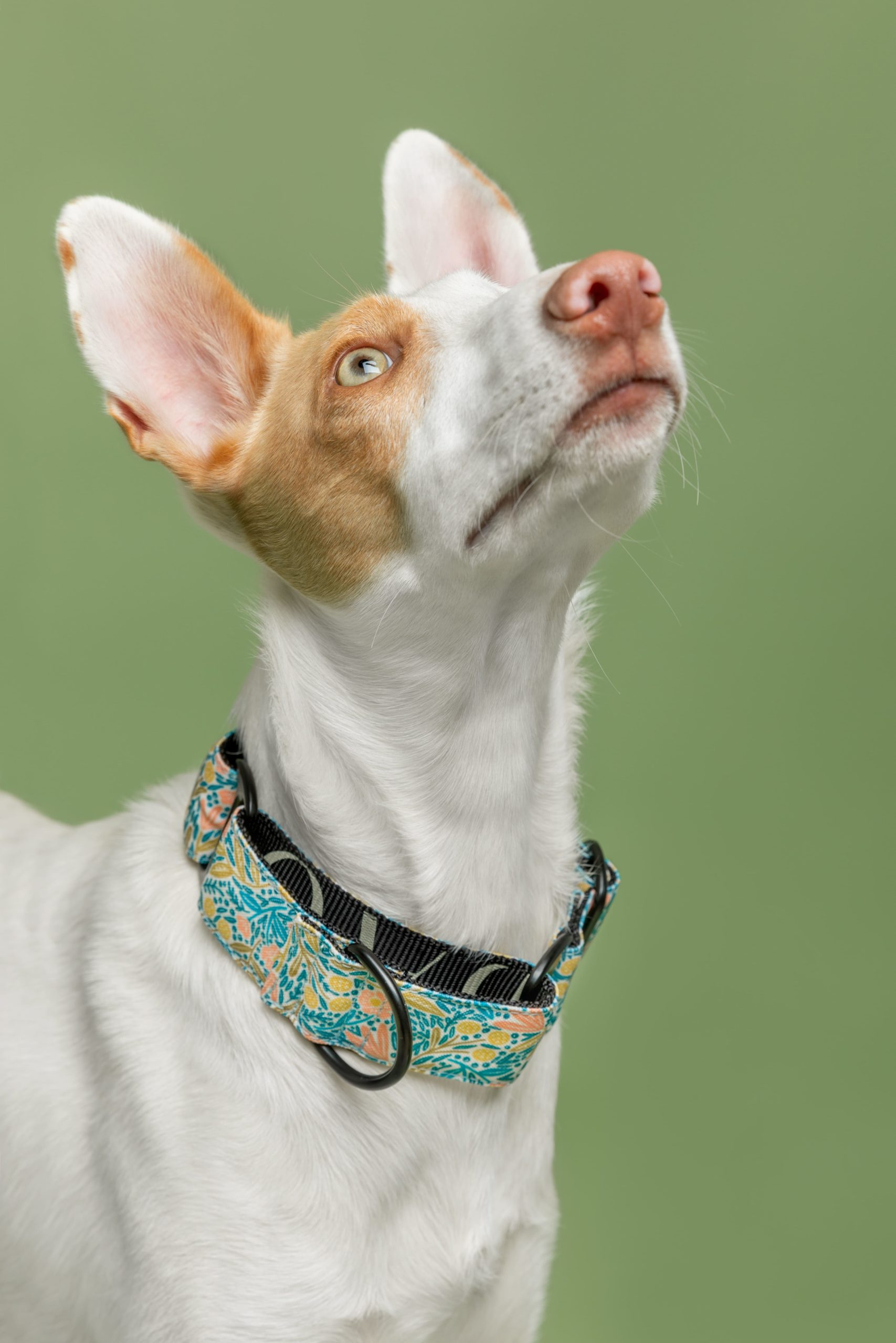 Collar Martingale Kamilo — Imagen 2