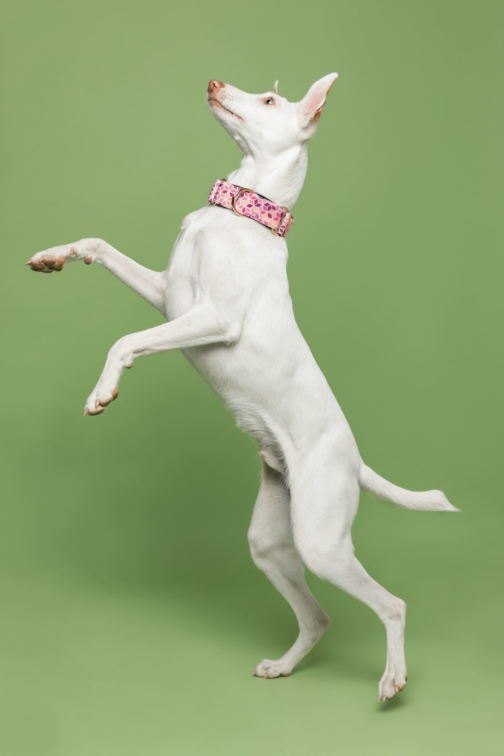 Collar Martingale Kuta — Imagen 2