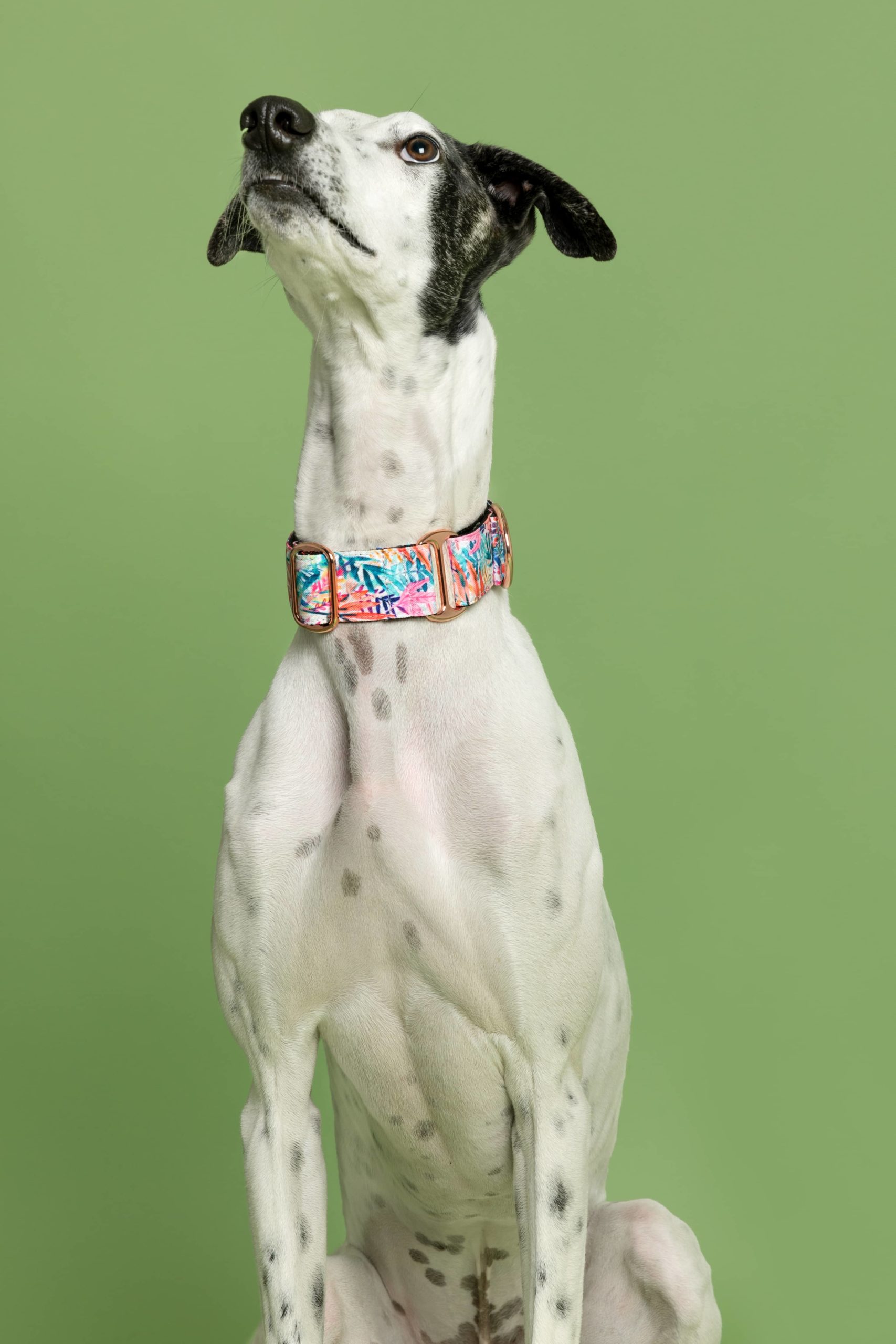 Collar Martingale Manila — Imagen 2