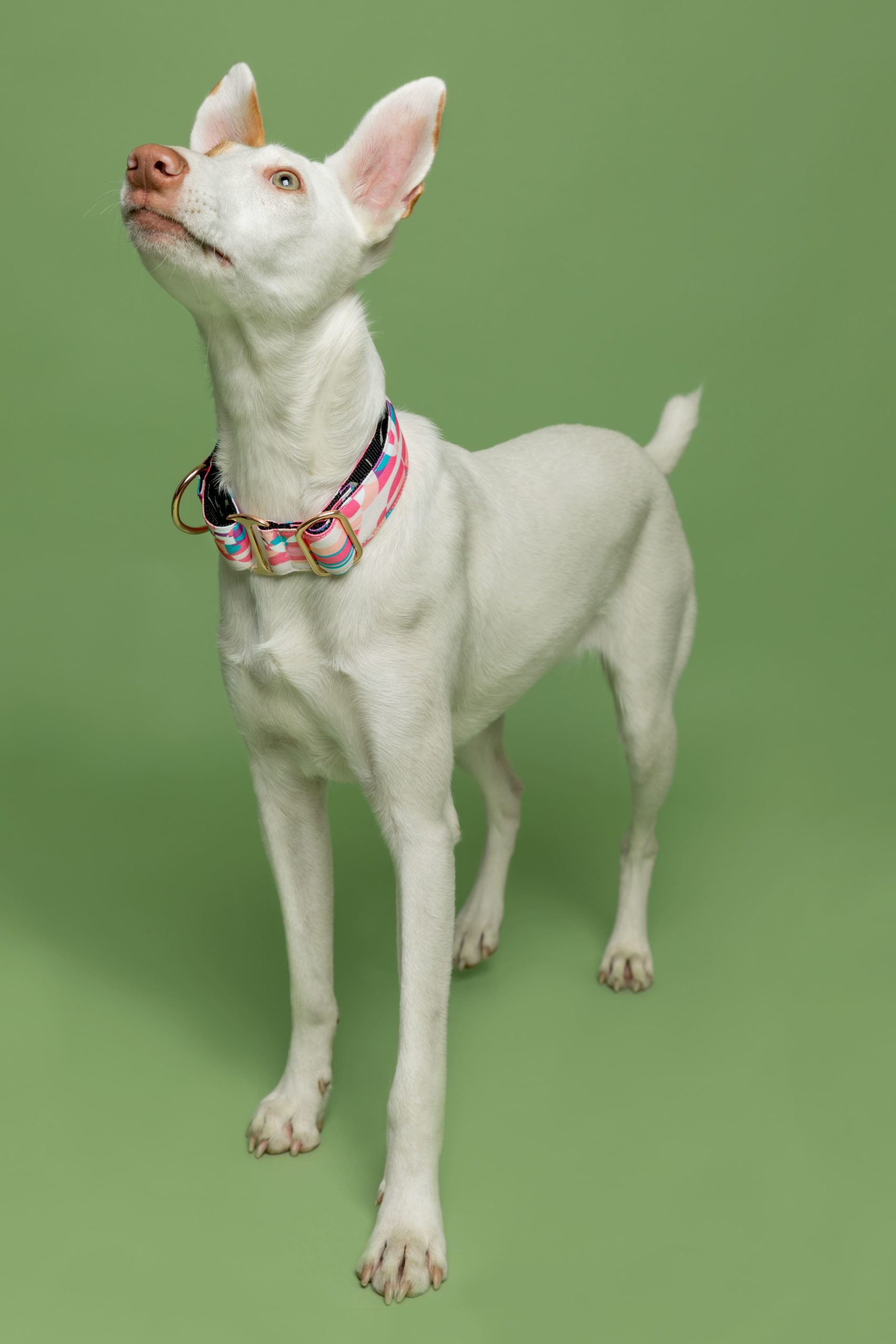 Collar Martingale Qawra — Imagen 2