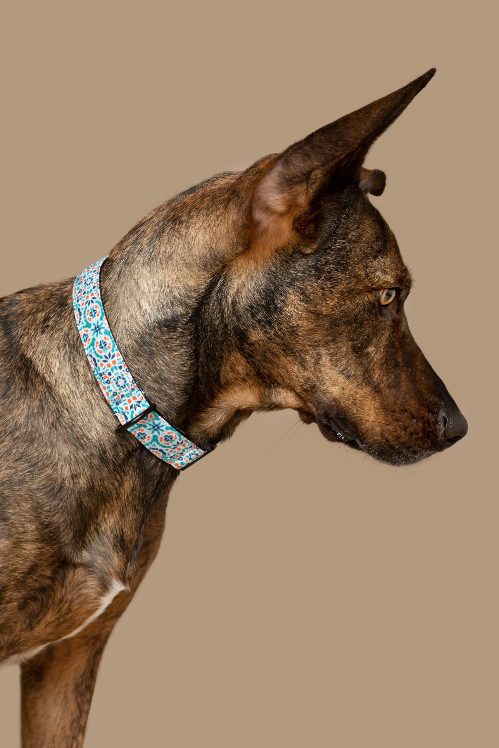 Collar para perros Boracay — Imagen 2