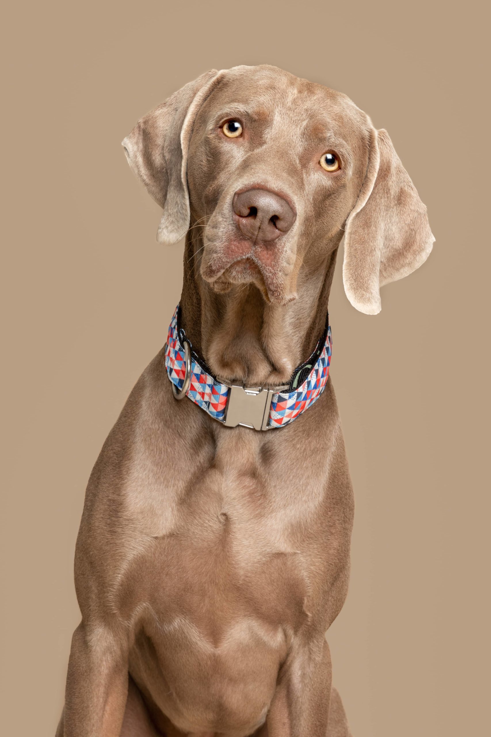 Collar para perros Doheny — Imagen 2