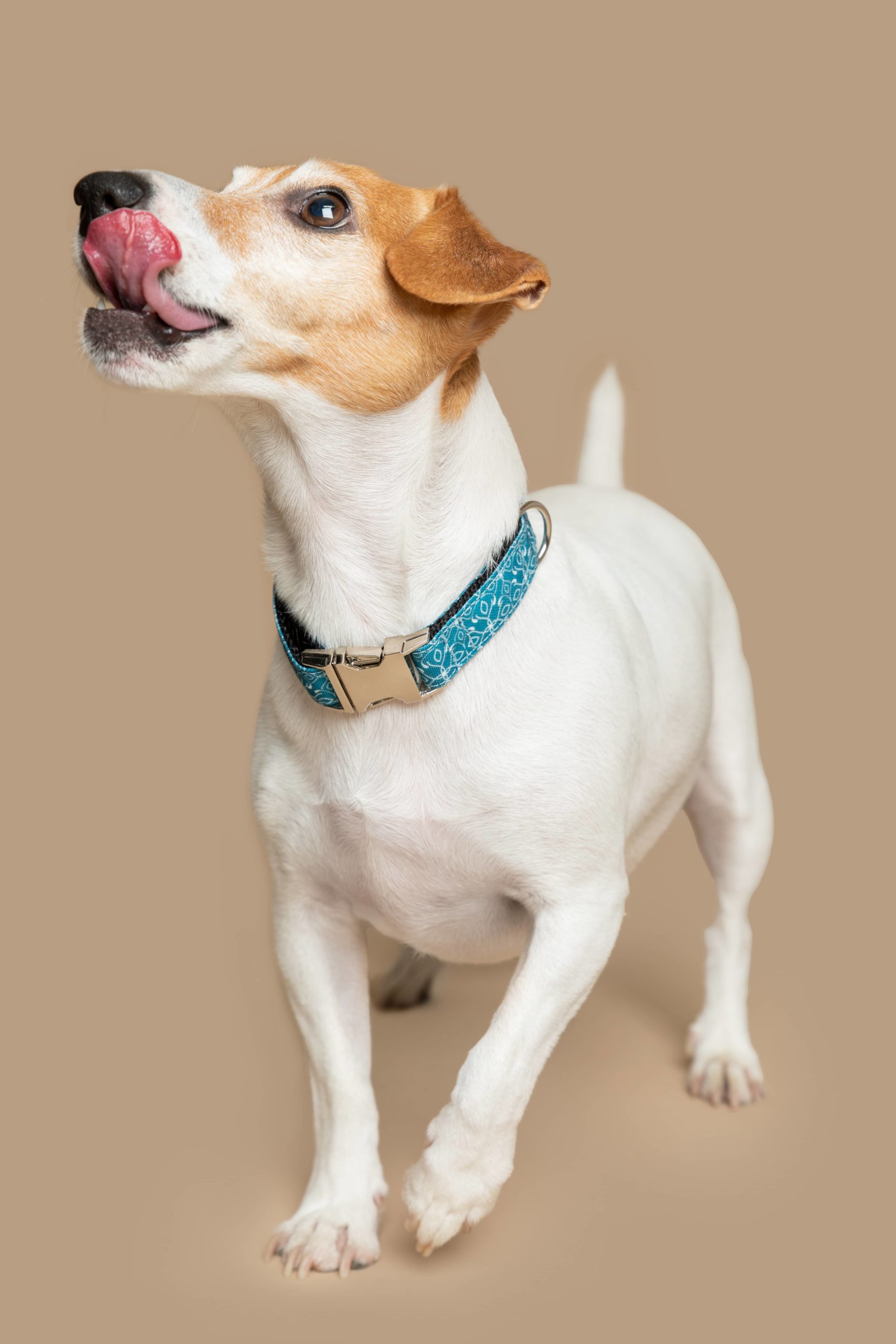 Collar para perros Guanabara — Imagen 2