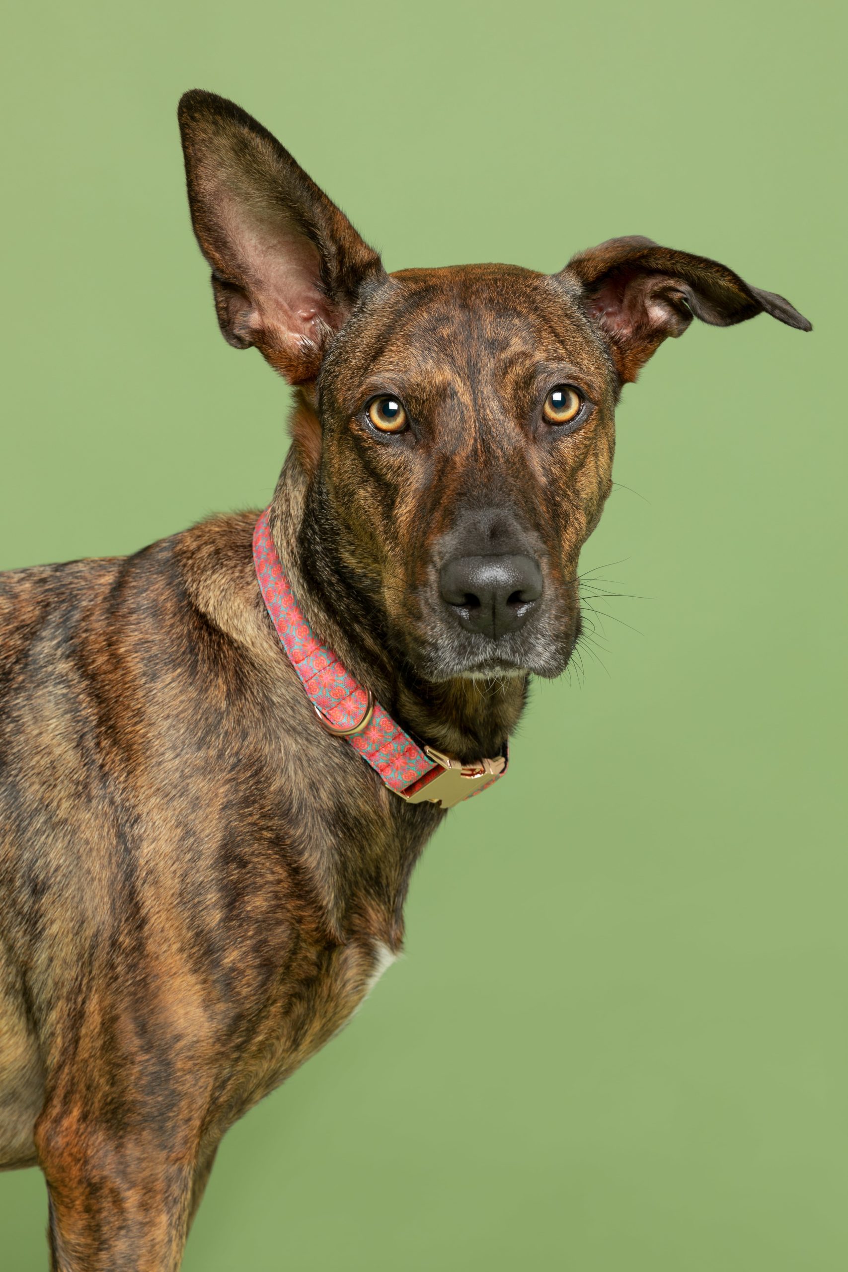 Collar para perros Haina — Imagen 2