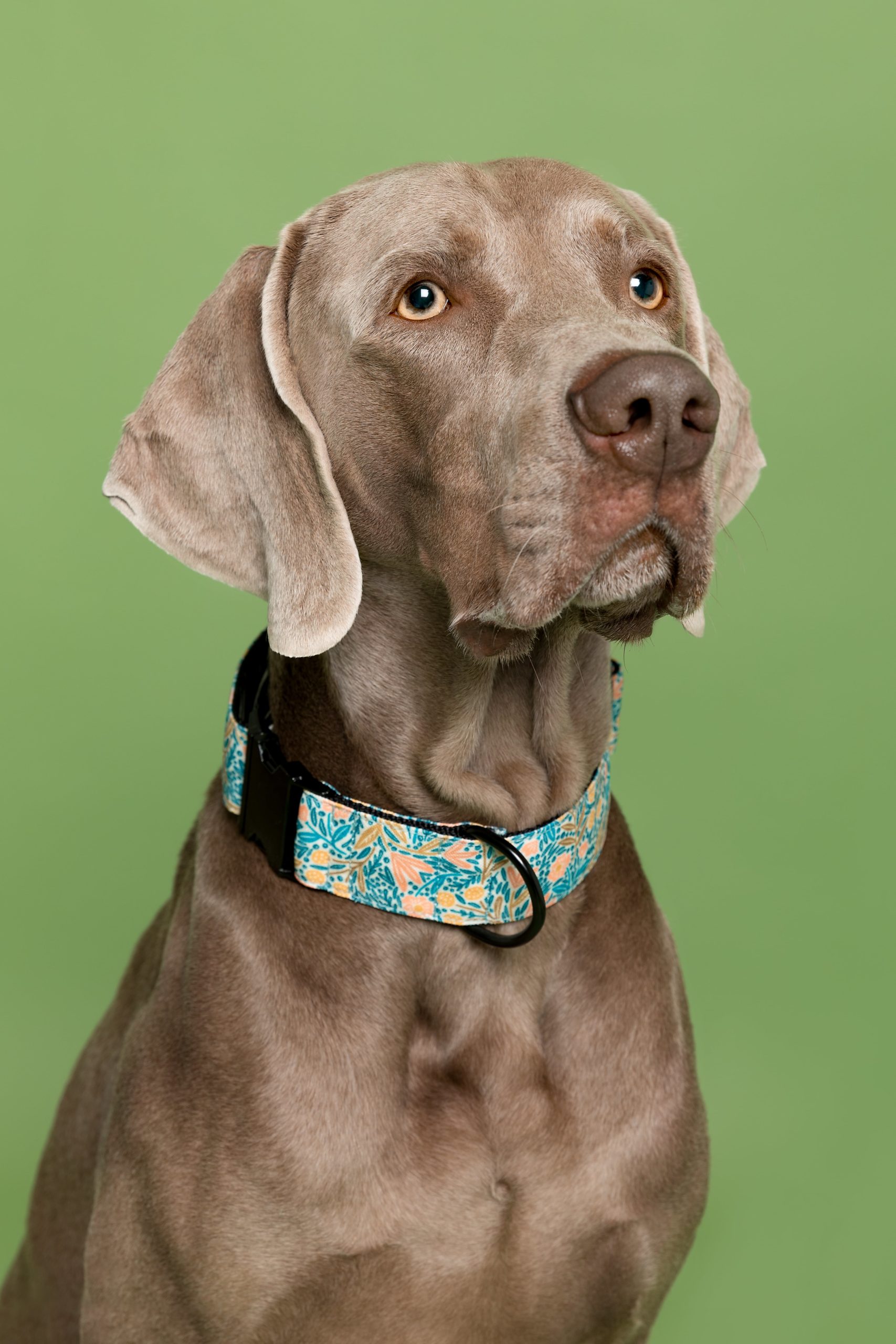 Collar para perros Kamilo — Imagen 2