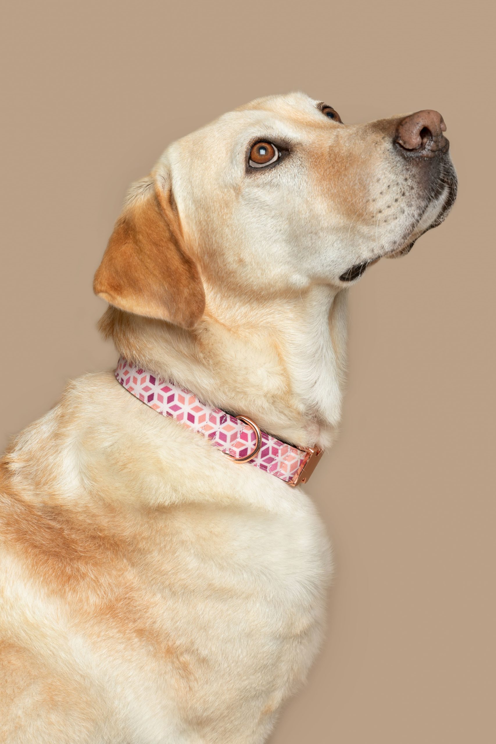 Collar para perros Kuta — Imagen 2