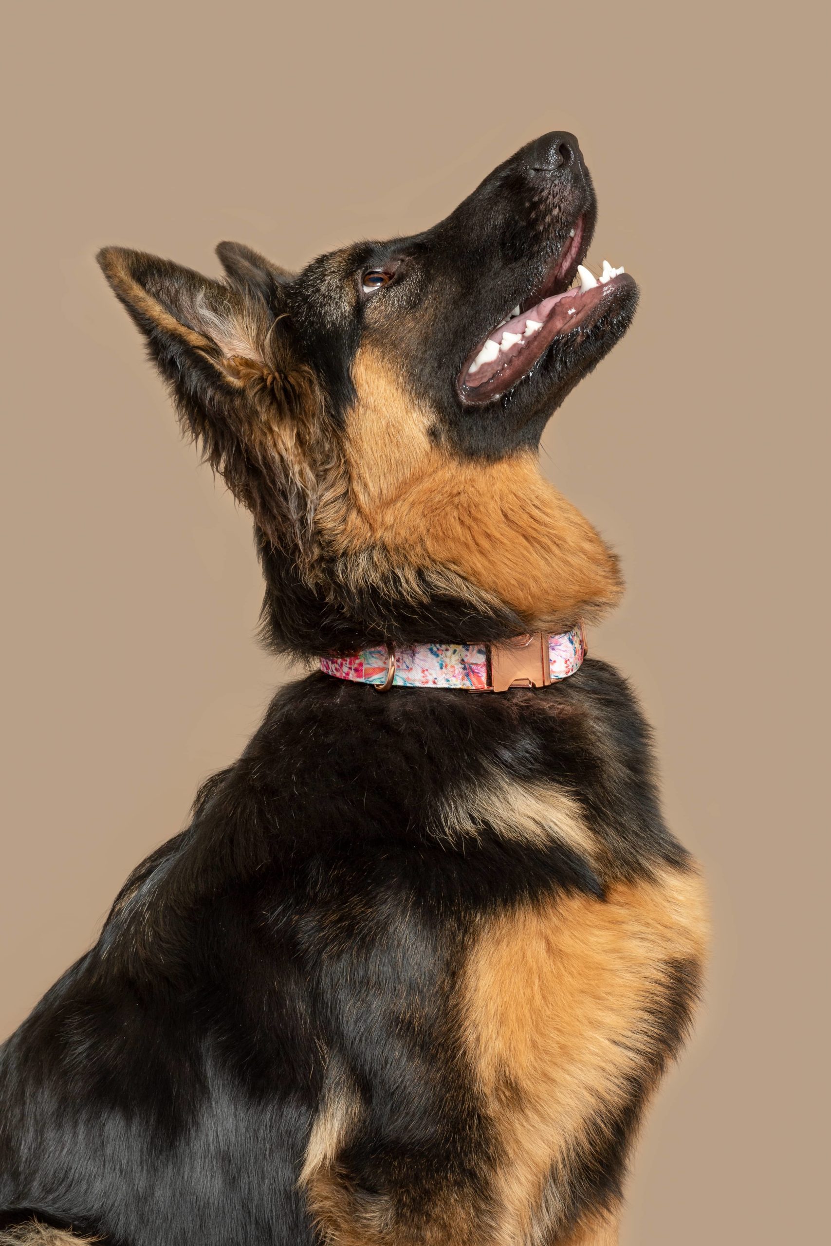 Collar para perros Manila — Imagen 2