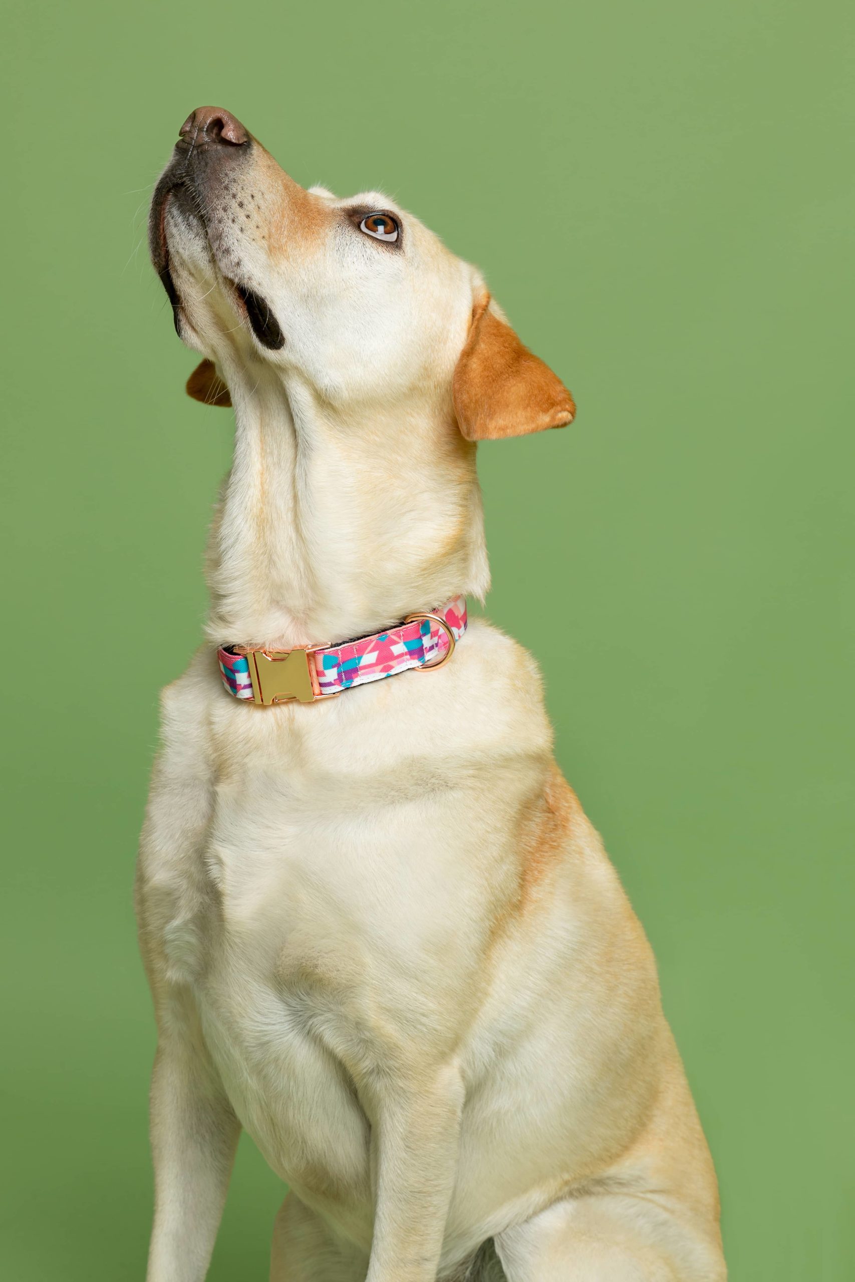 Collar para perros Qawra — Imagen 2