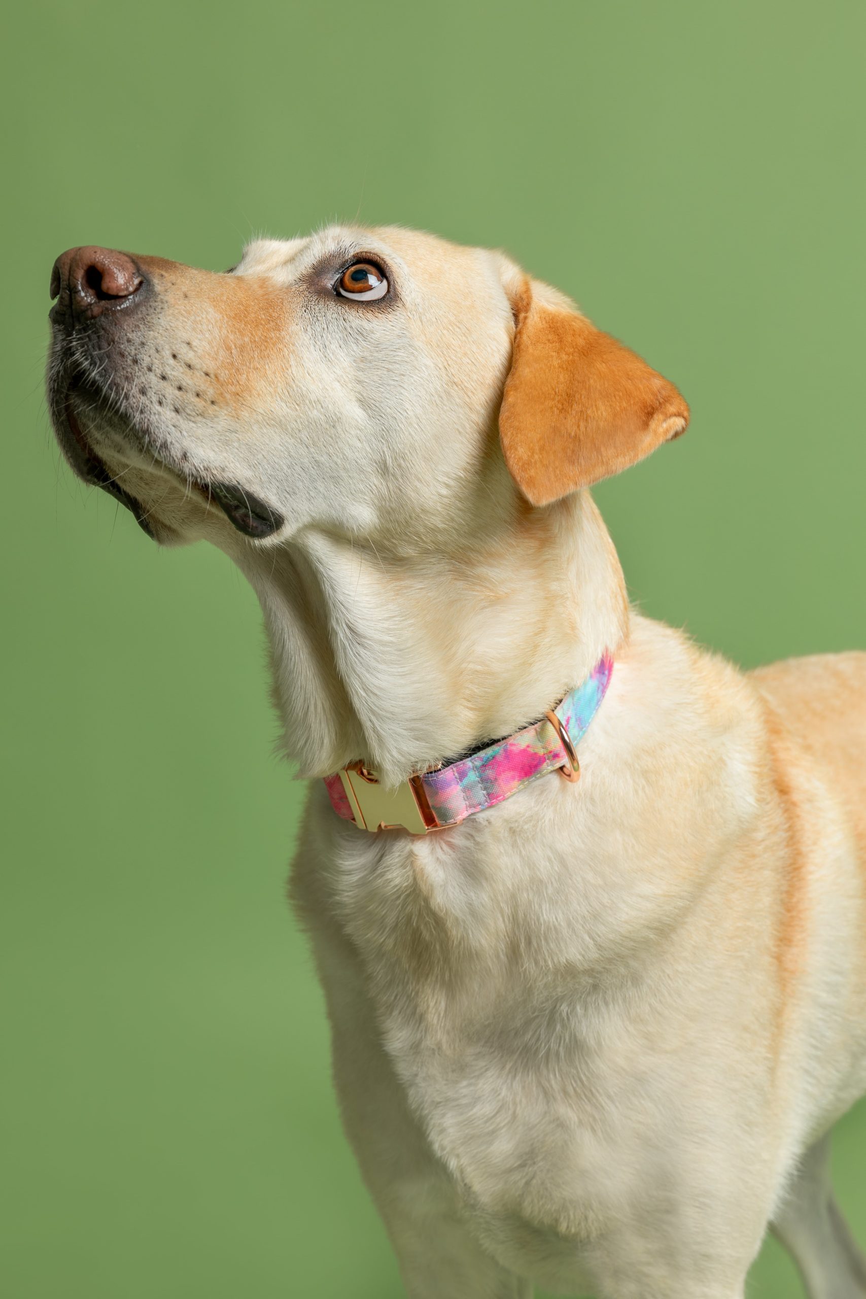 Collar para perros Yamuna — Imagen 2