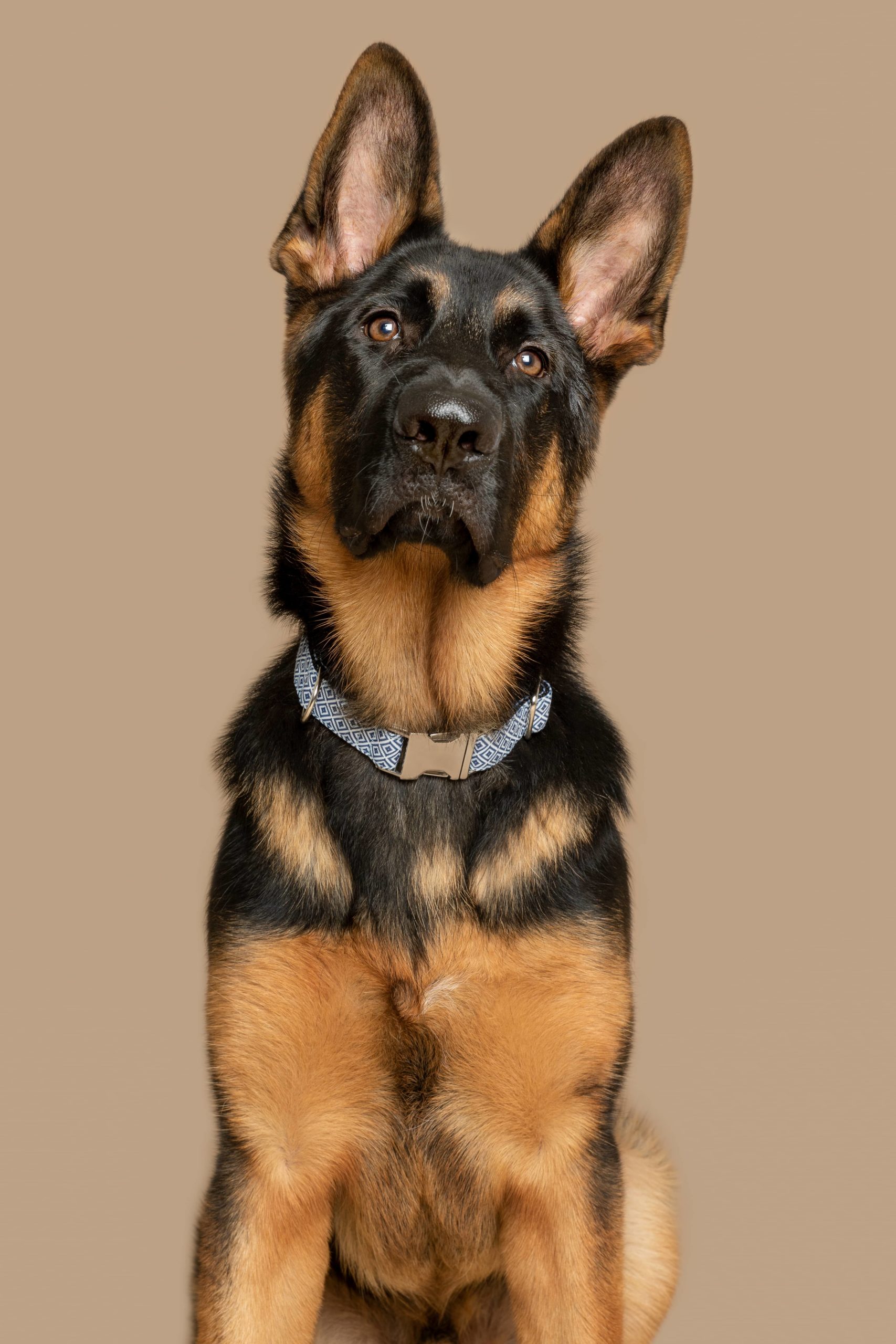 Collar para perros Zanzíbar — Imagen 2